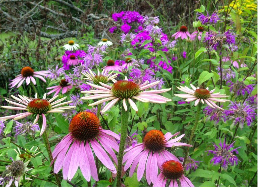 Purple coneflowers and bee balm in a native perennial bed