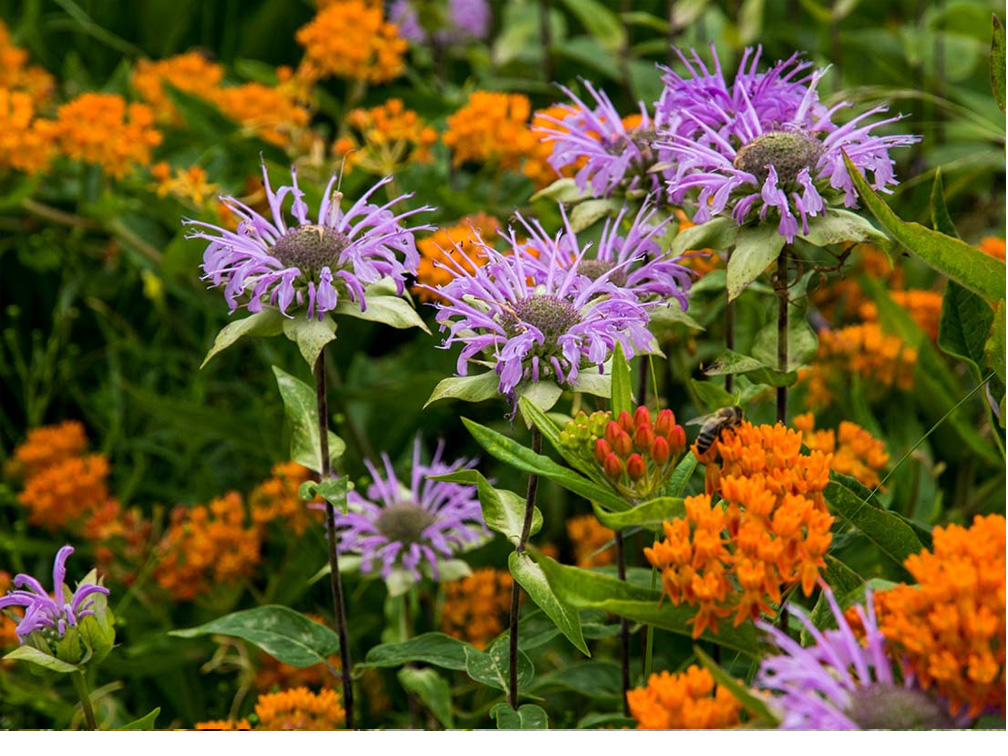 Wild bergamot and butterfly weed in a native garden