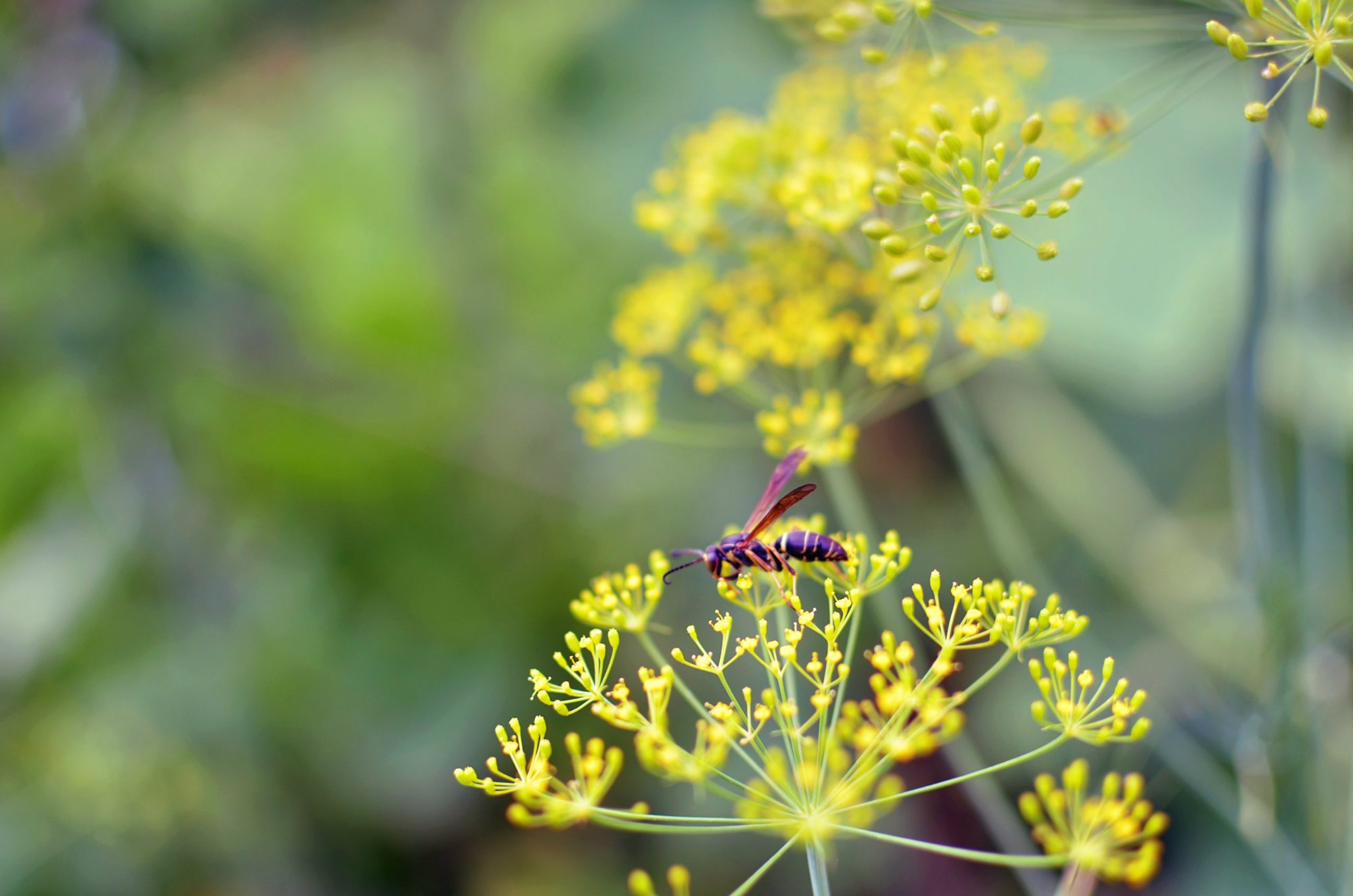 A beneficial wasp visiting native dill flowers